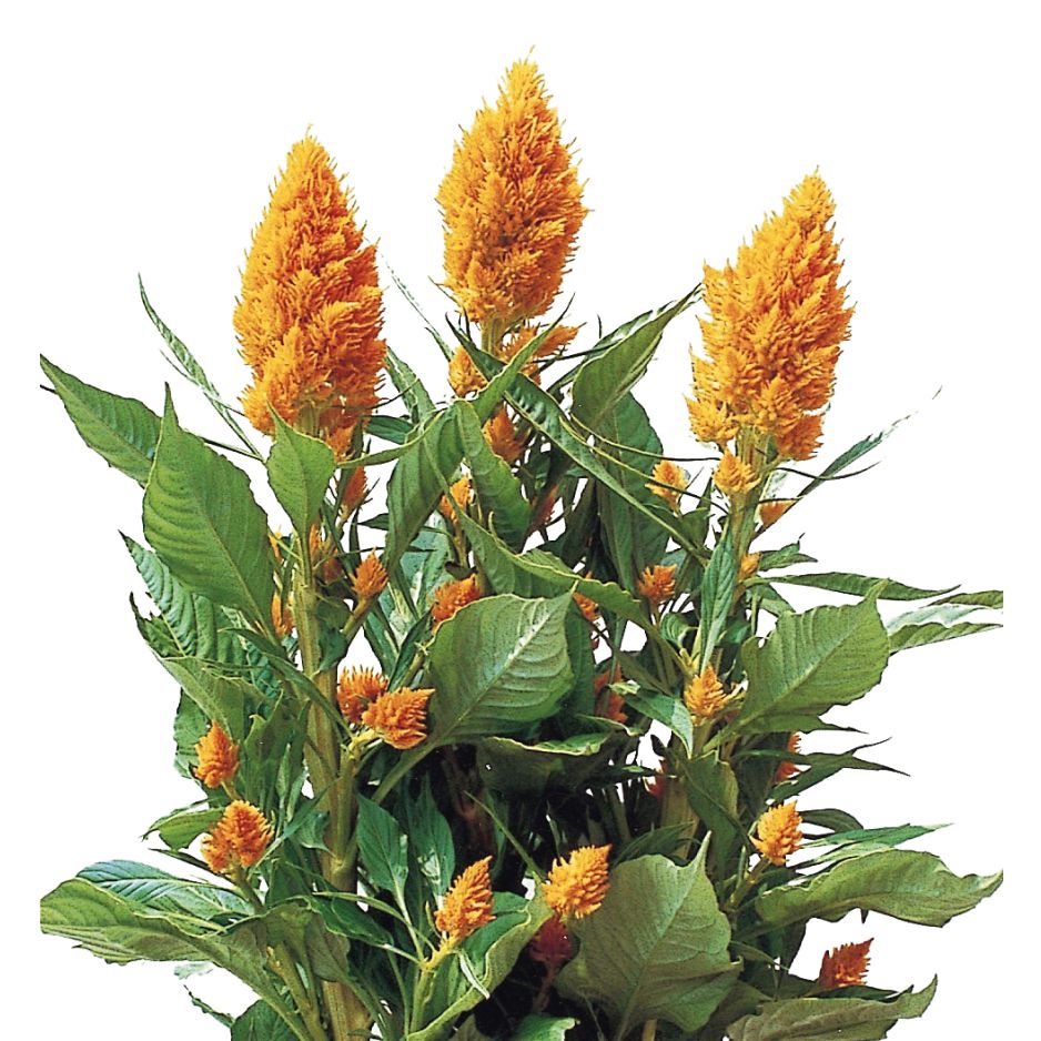 花き栽培のツボ | 福花園種苗株式会社